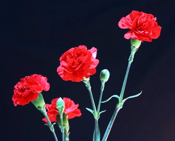 Nelknen_25.04.red-carnations-72691_640.jpg